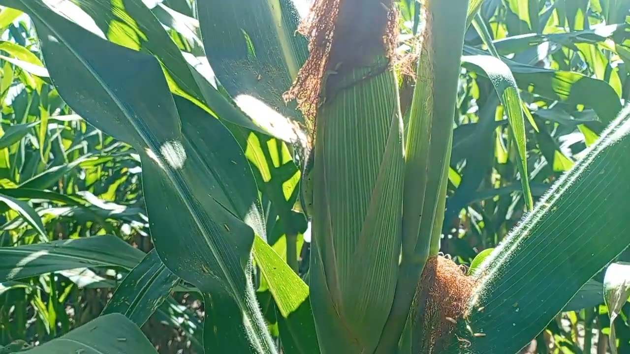 PRONTO HABRÁ ELOTES EN SEGUNDA COSECHA DE MILPA