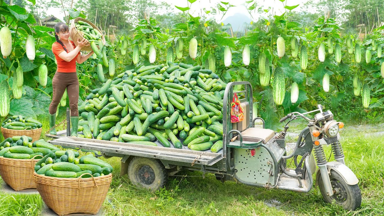 Harvesting 100KG Clean Cucumber, Use 3-Wheeled Truck Transport Many Cucumber Go To Market Sell