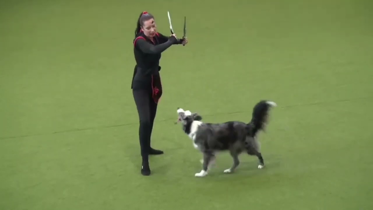 FCI Dog Dancing World Championship 2024 Budapest  - Doreen und Lucky Luke