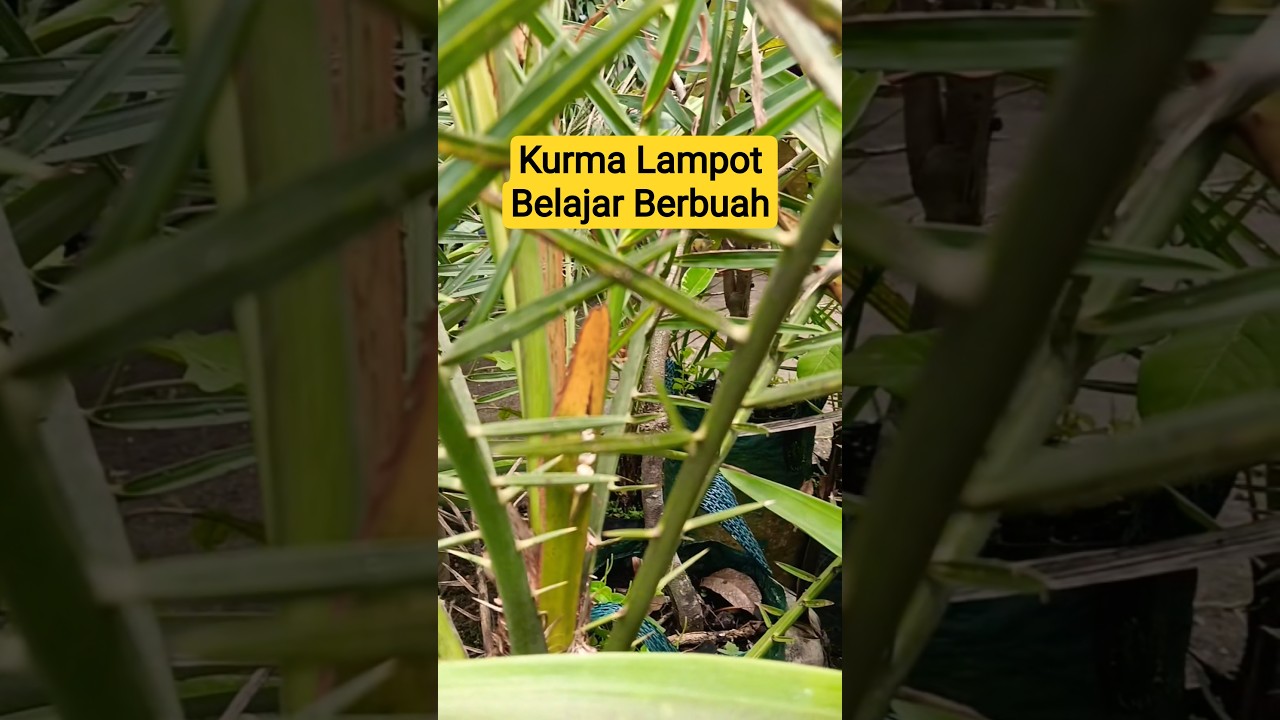 Selain Vanili Lampot kita Juga Coba Kurma Lampot