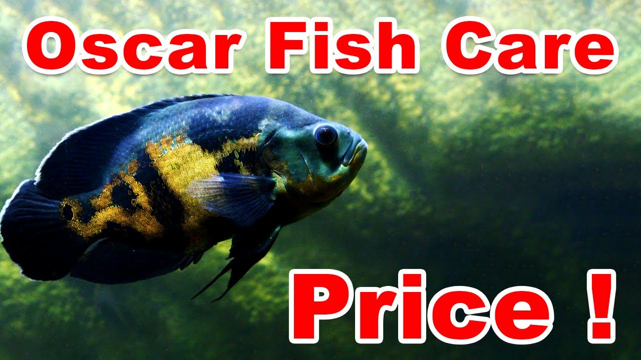Oscar Fish Care & Price !!!