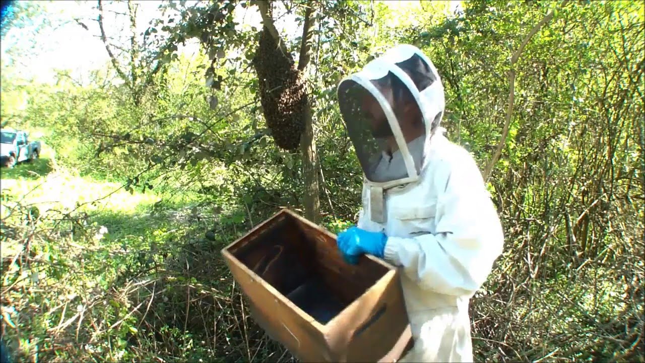 Capture d'un essaim d'abeilles.