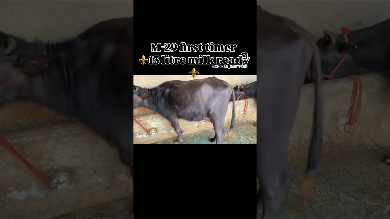 m29 first timer 13litre milk ready ⚜️🔱