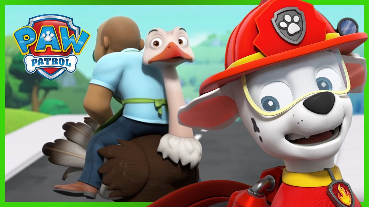 I cuccioli salvano gli amici pennuti di Alex - PAW Patrol I cuccioli Episodi Italiano