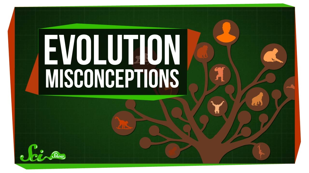 Common Misconceptions About Evolution