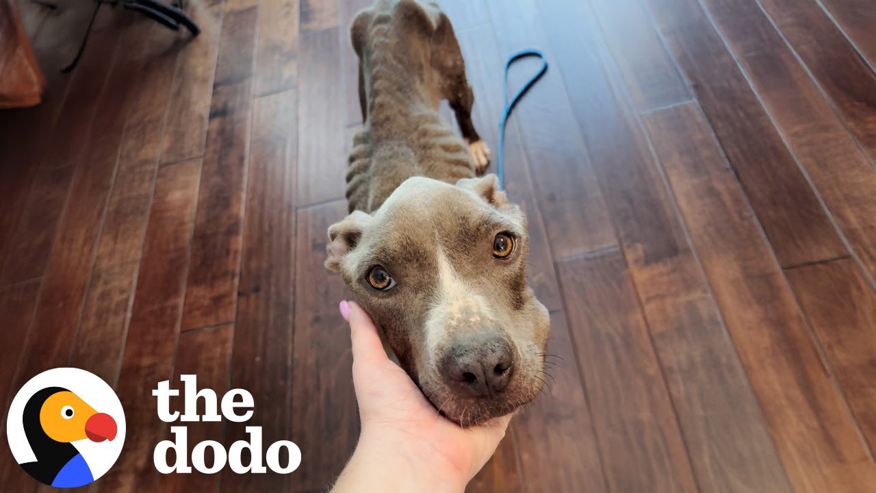 Skinny Pittie Almost Thrown Off A Bridge Overcomes Her Fears | The Dodo
