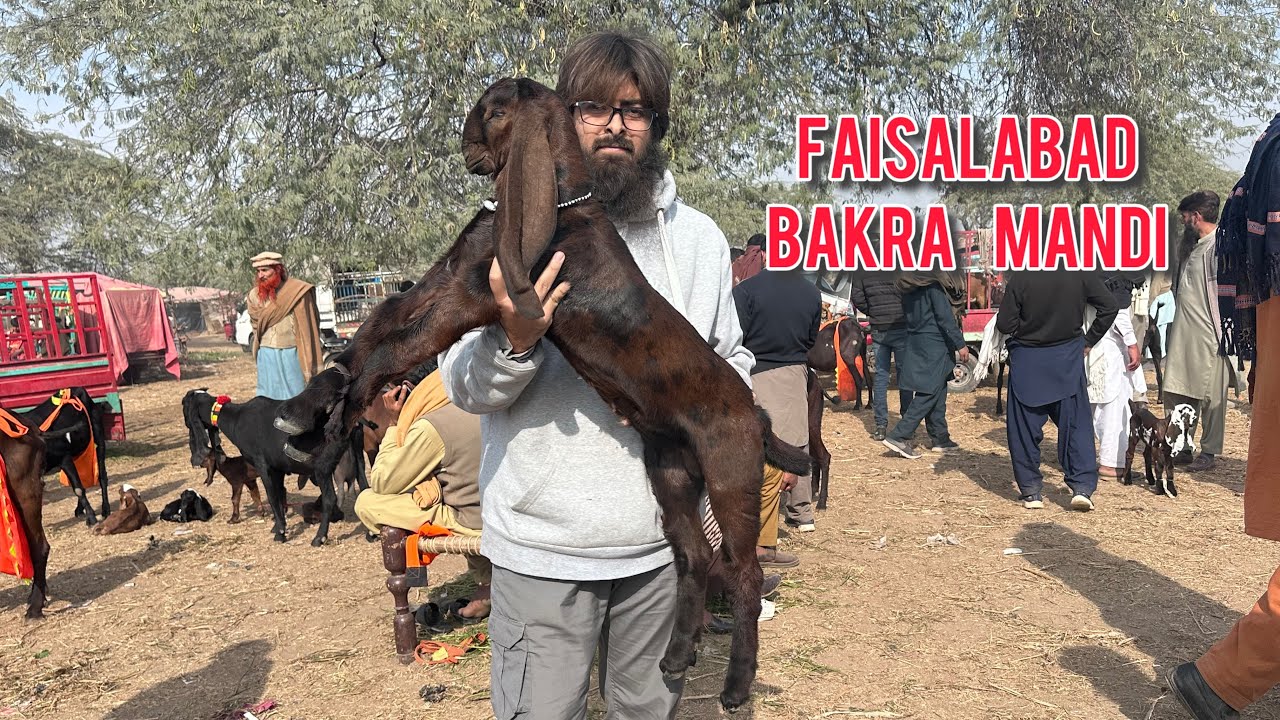 Faisalabad Bakra Mandi new updates || Bakra Mandi Faisalabad || Haji goat farm || Qurbani 2026