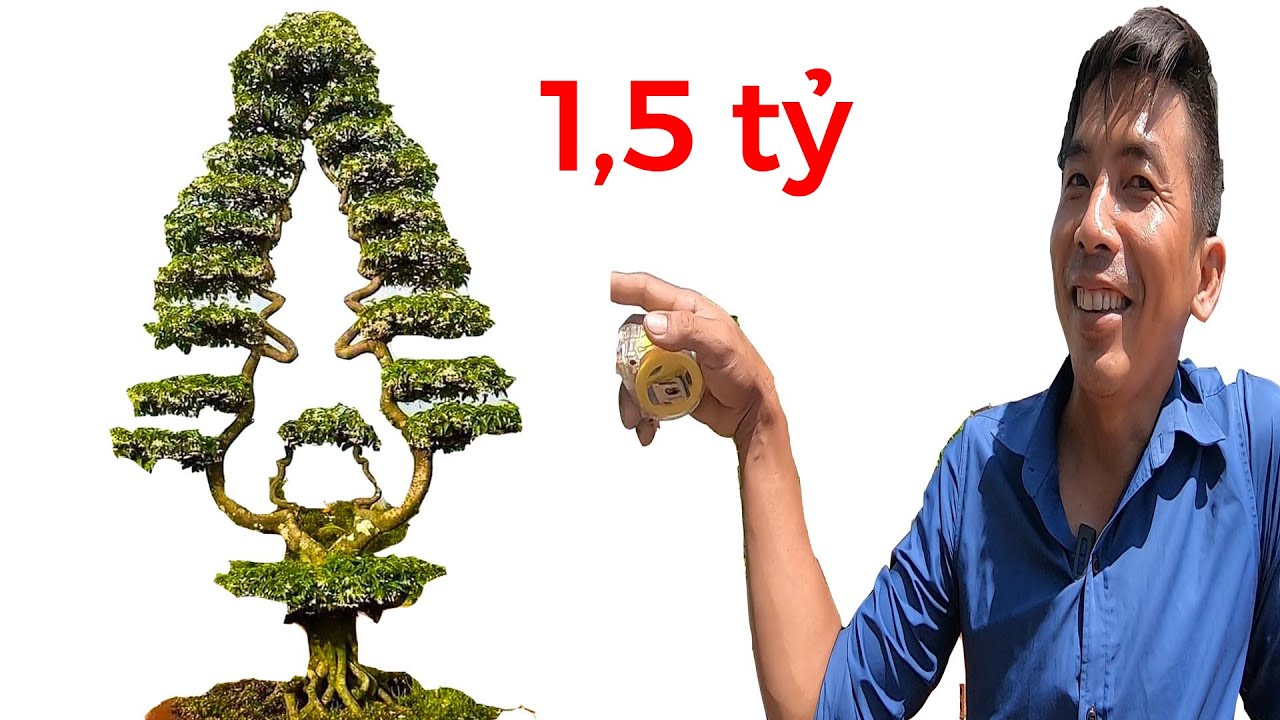 Đang hô bán cây cảnh độc đáo VN,  giá 1,5 tỷ, giống cây thông noel II ĐỘC LẠ BÌNH DƯƠNG