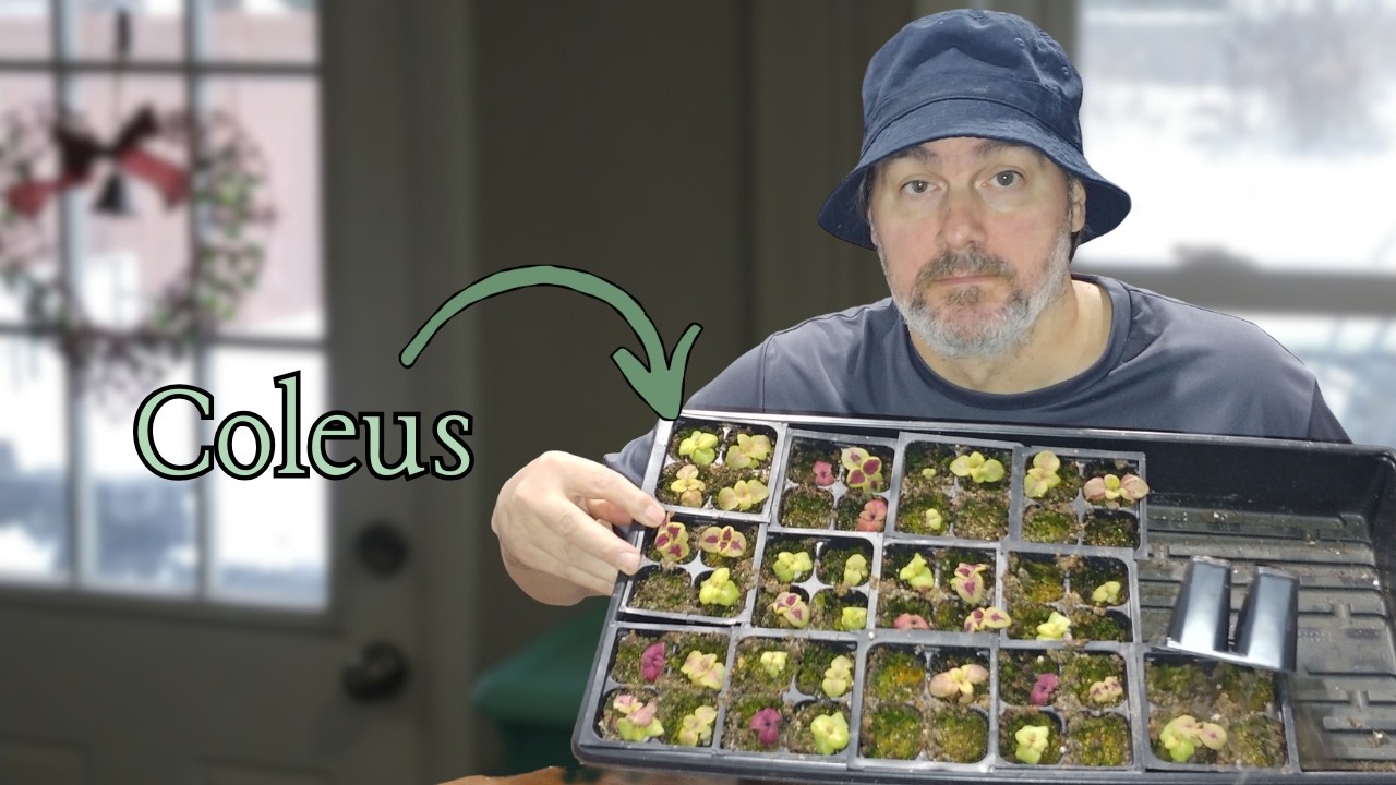 Up Potting Coleus the Right Way (Why Most Plants Stall After This Stage)