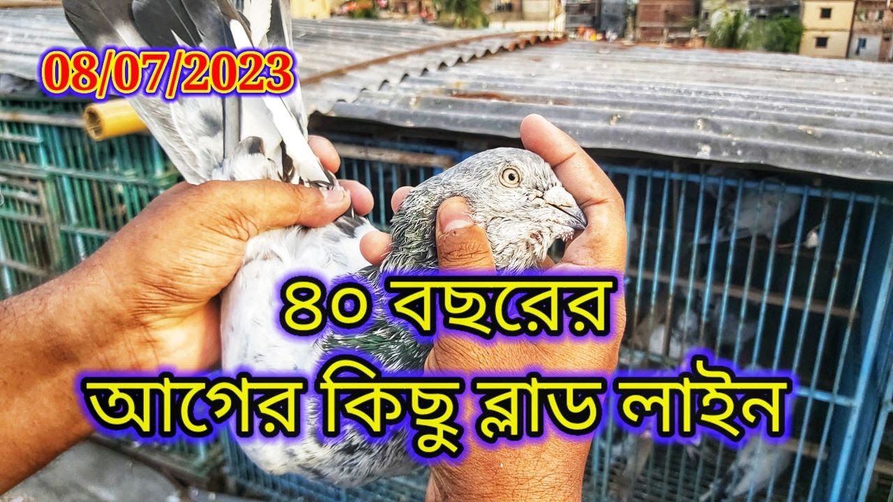 ৪০ বছরের পুরনো ব্লাড লাইন মিরপুরের ইঞ্জিনিয়ার ফারুক সাহেবের কবুতরগুলো সব শেল হবে | Miraj Pigeon