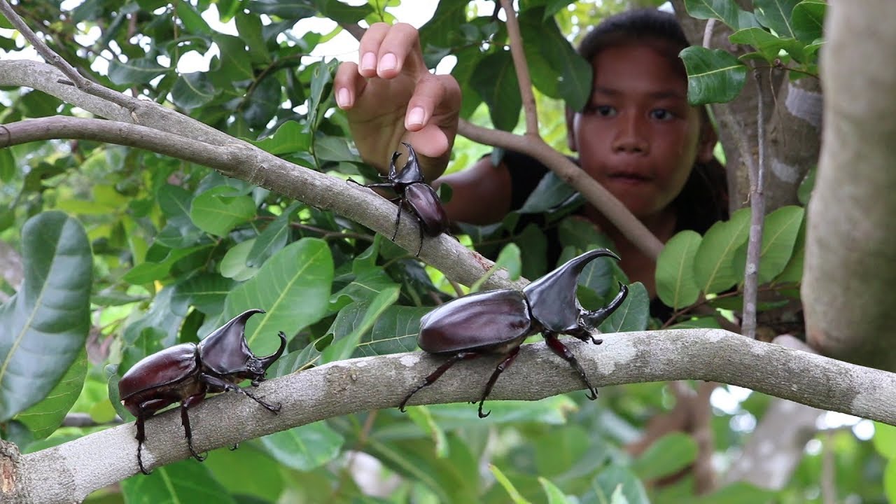 Find Catch Insects On Tree for Food - Cook Insects for Delicious Eat, Primitive Survival Skill ep 14
