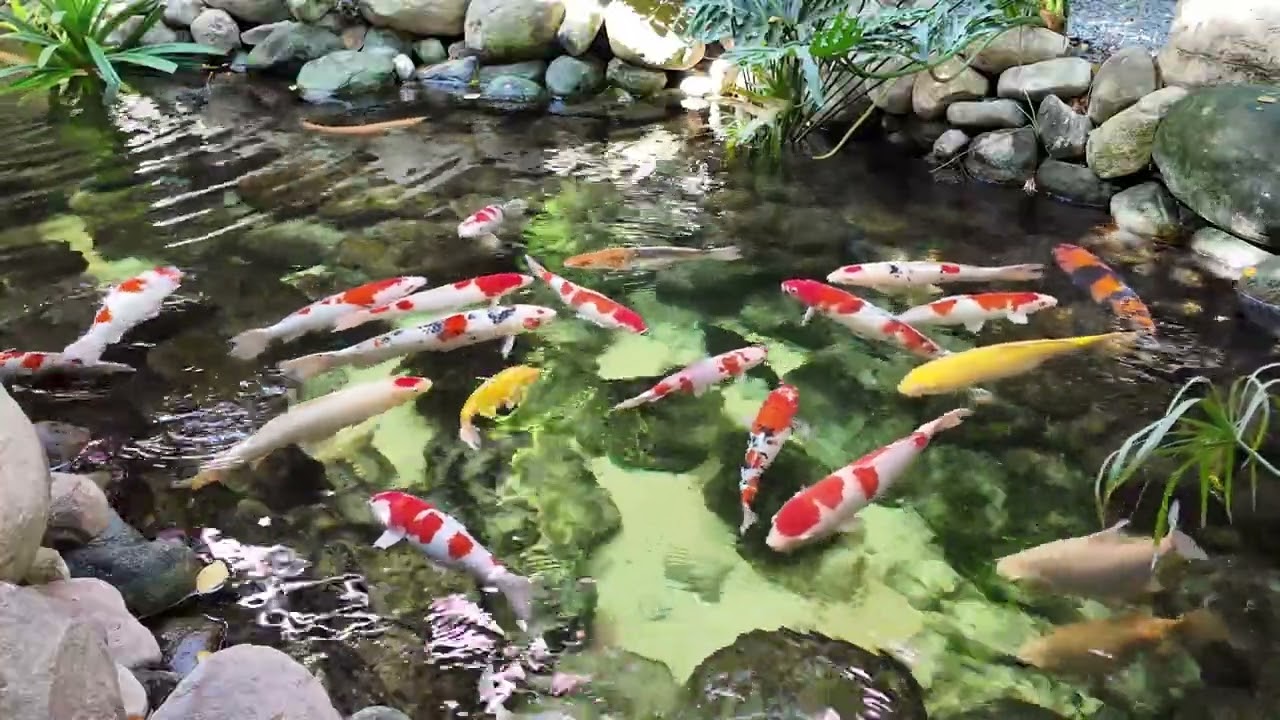 Amazing Zen Koi Fish Pond 4K – Peaceful Relaxing & Water Sounds