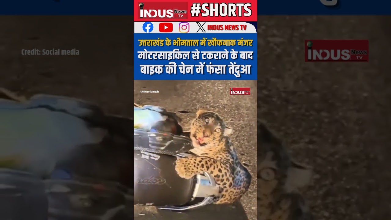 Uttrakhand के Bhimtal में खौफनाक मंजर, मोटरसाइकिल से टकराने के बाद बाइक की चेन में फंसा तेंदुआ #news