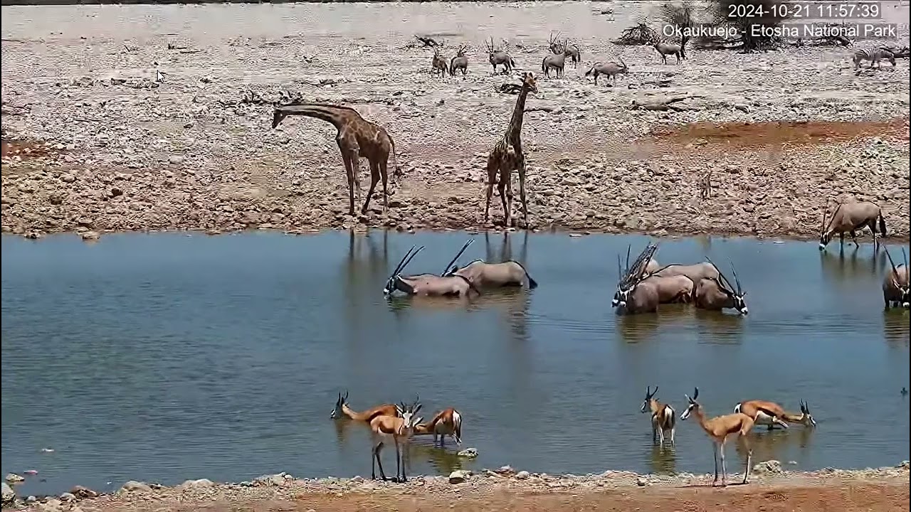 Springboks, Gemsbok Oryx, Giraffes and Zebras at Okaukuejo Resort Waterhole.