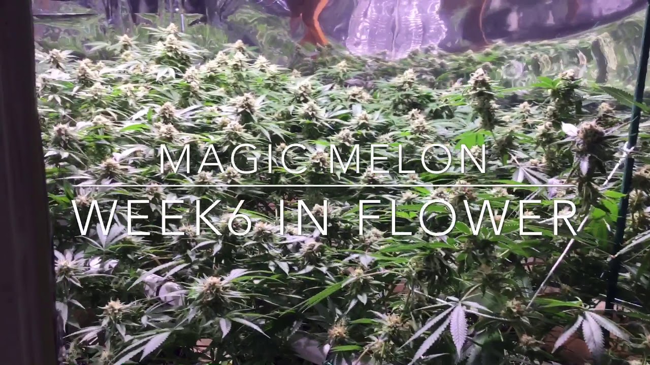 Magic Melon week6 in flower