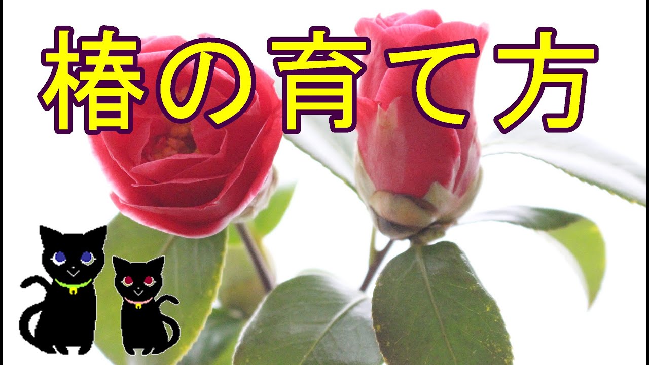 椿の育て方