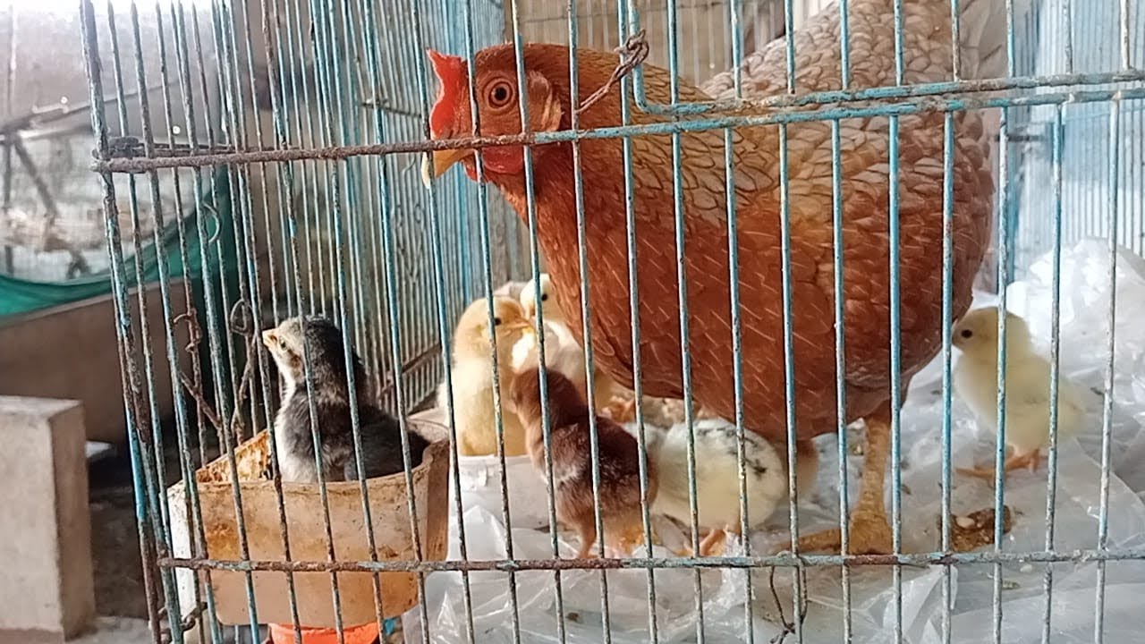 New Chicks In My Farmhouse 😍