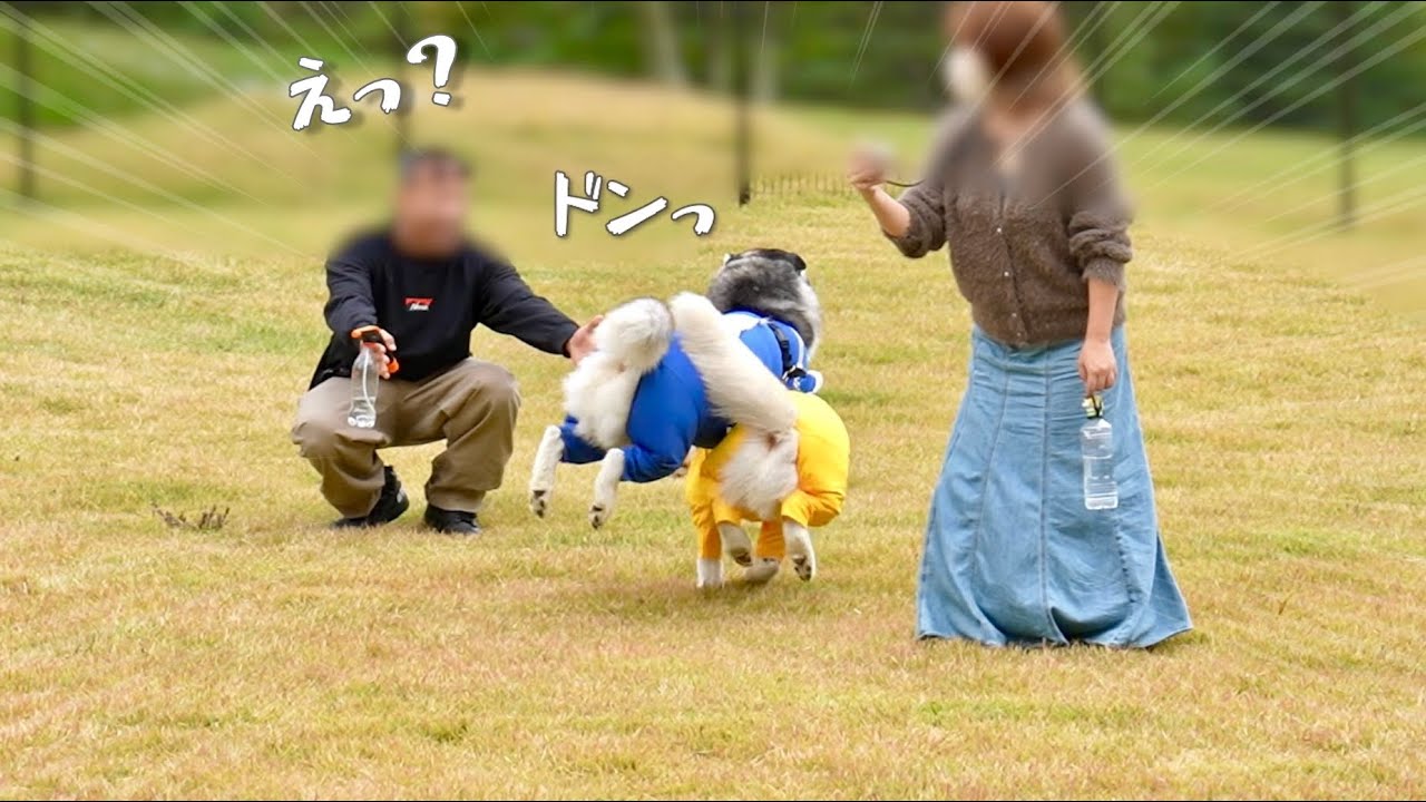 【事故】飼い主の元へ喜んで戻る友達に超ミサイルタックルで吹っ飛ばすハスキー犬ww 【シベリアンハスキー】