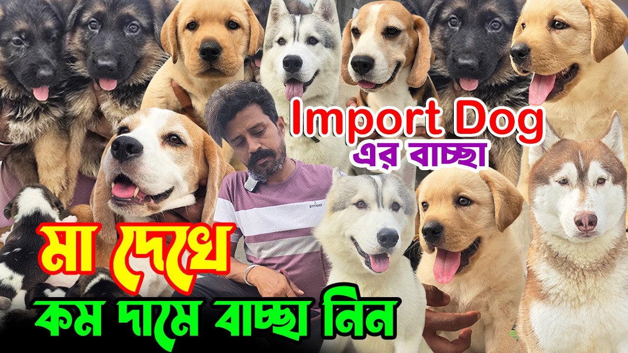 Biggest Siberian Husky Kennel in West Bengal । Import Quality Kci Registered । Dog Market in Kolkata
