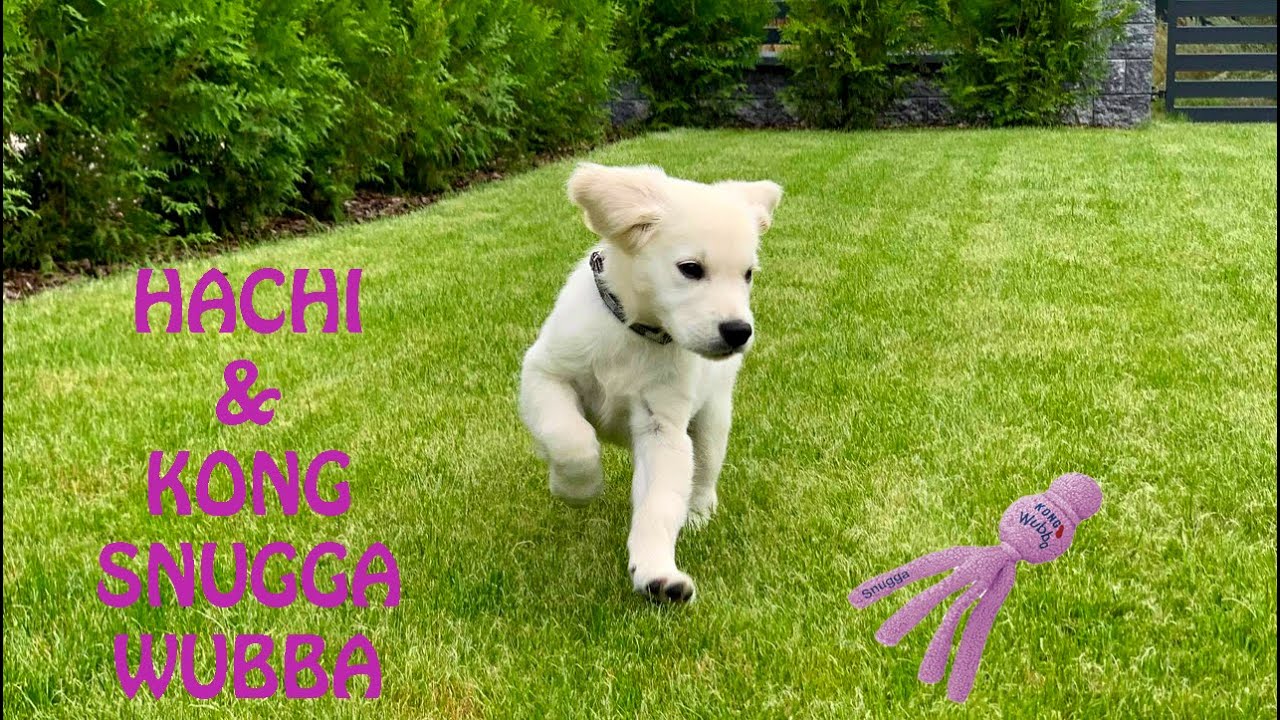 Golden retriever puppy Hachi plays Kong Snugga Wubba in the garden 4K