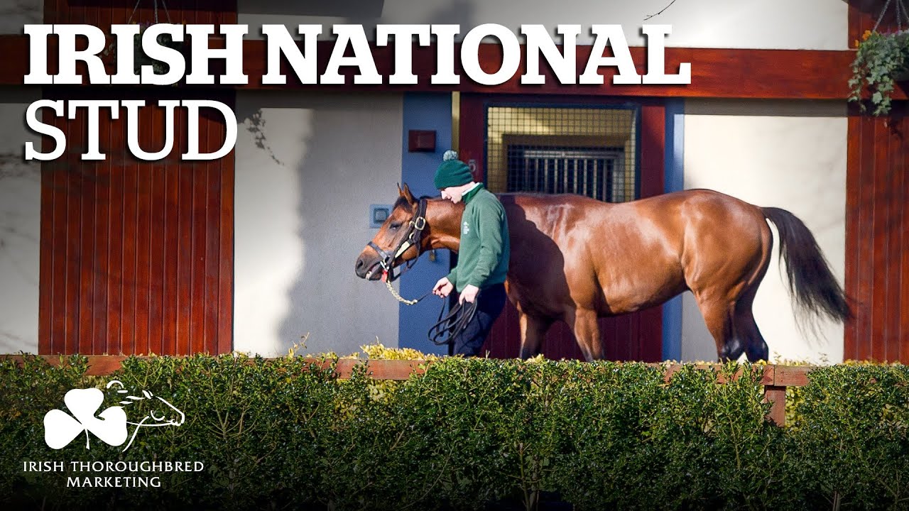 ITM Irish Stallion Showcase 2021 - Irish National Stud