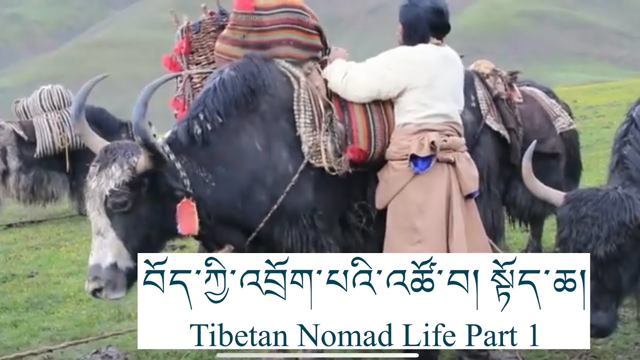 བོད་ཀྱི་འབྲོག་པའི་འཚོ་བ། སྟོད་ཆ། Tibetan Nomad Life Part 1 #tibetanvlogger #tibetan 
