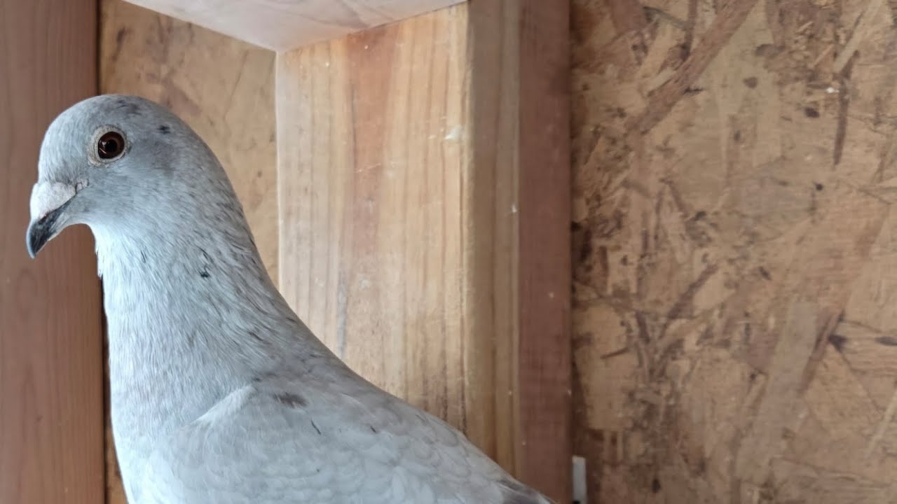 Распаковка поистине уникального голубя-самца породы «Черная вдова» из серии «Гоночный голубь».