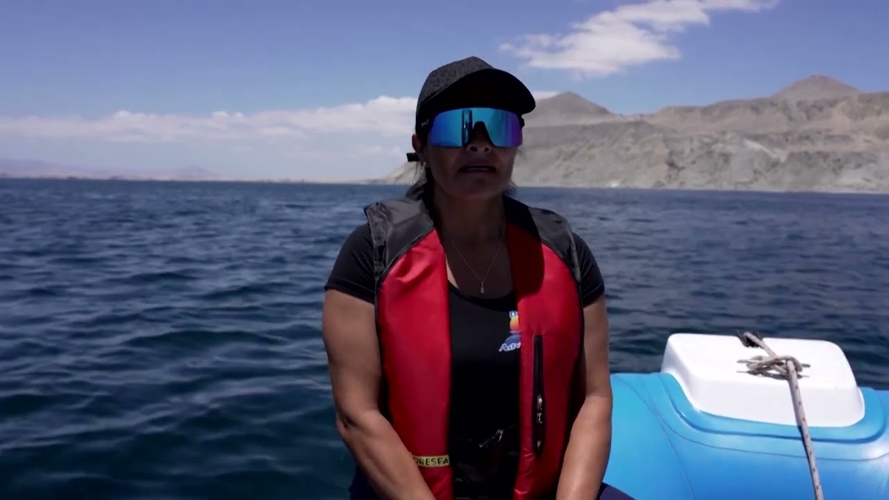 Chile's whale watchers aim to prevent collisions