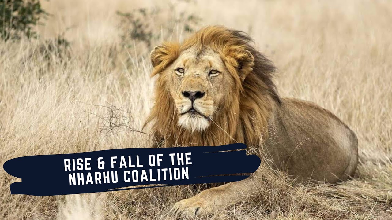 THE RISE AND FALL OF THE NHARHU MALE LIONS - THE NHARHU COALITION OF TIMBAVATI