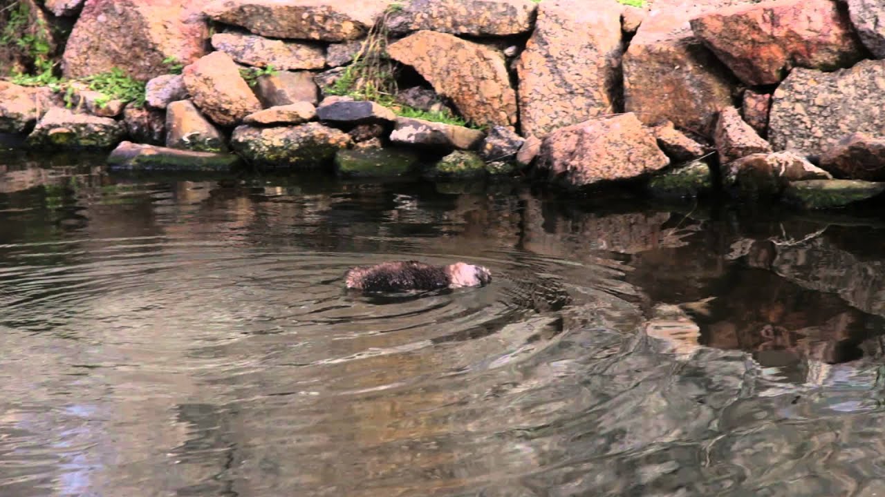 Fairy Penguins