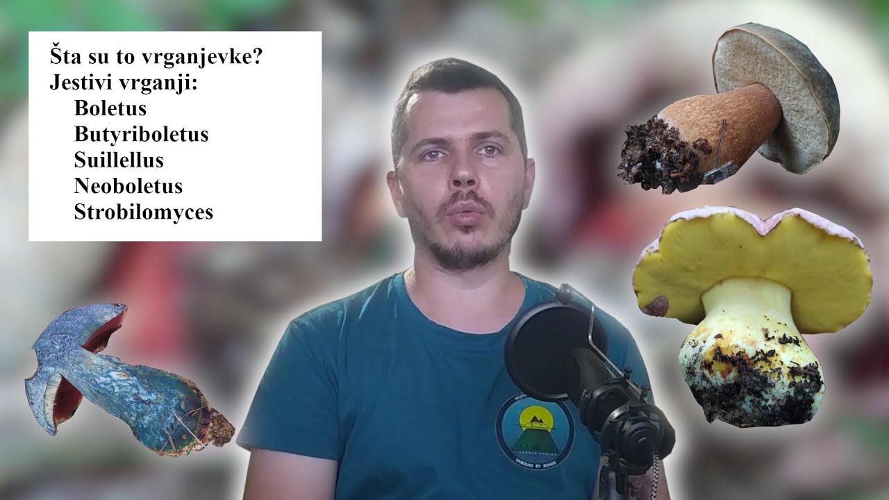 02 Vrganjevke I deo - Jestive vrganjevke (Boletes, pt 1 - Edible boletes)