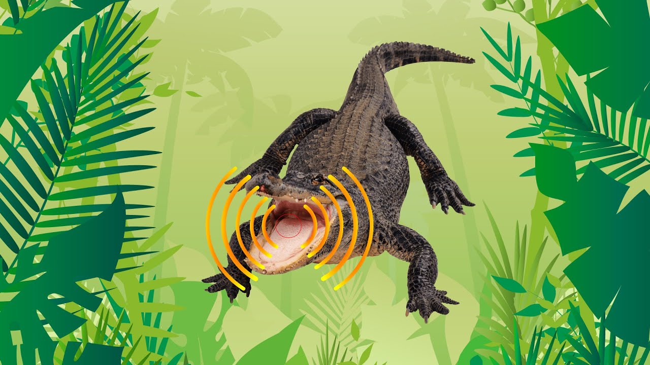 Sonido que hacen los cocodrilos 🐊 🔊