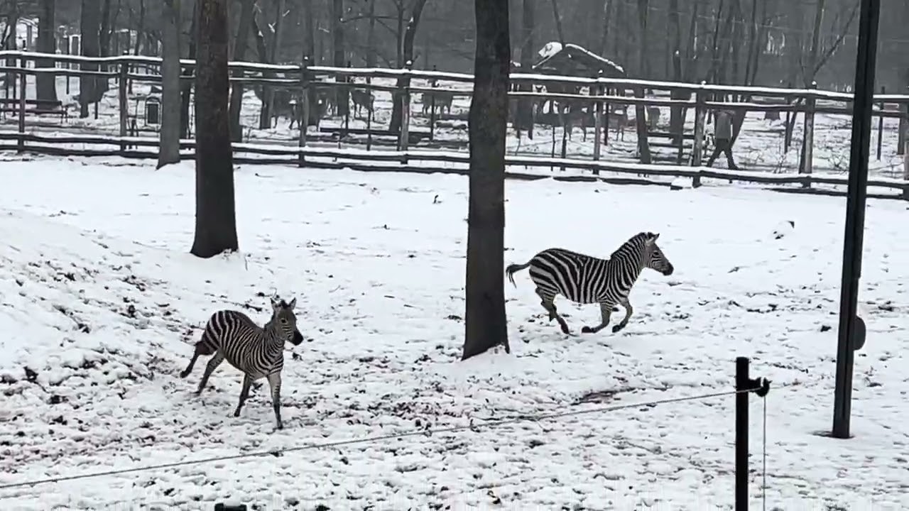 Ethosa a kis zebra csikó 