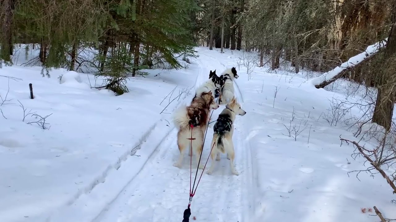 Our winters with Huskies, 2021 (Canadian Inuit Dogs/Greenland Dog/Huskies)