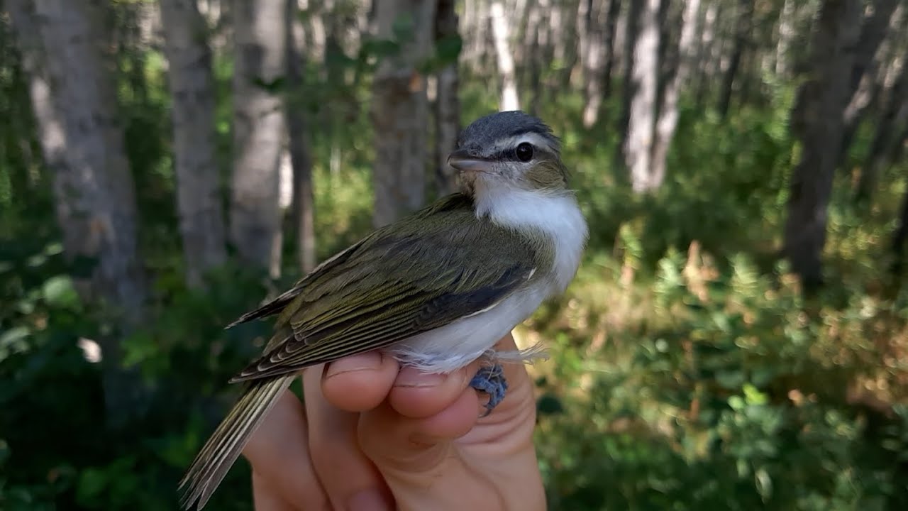 Red Eyed Vireos: The Overachieving Songbird