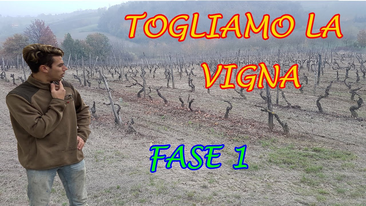 TOGLIAMO UNA VIGNA |FASE 1|