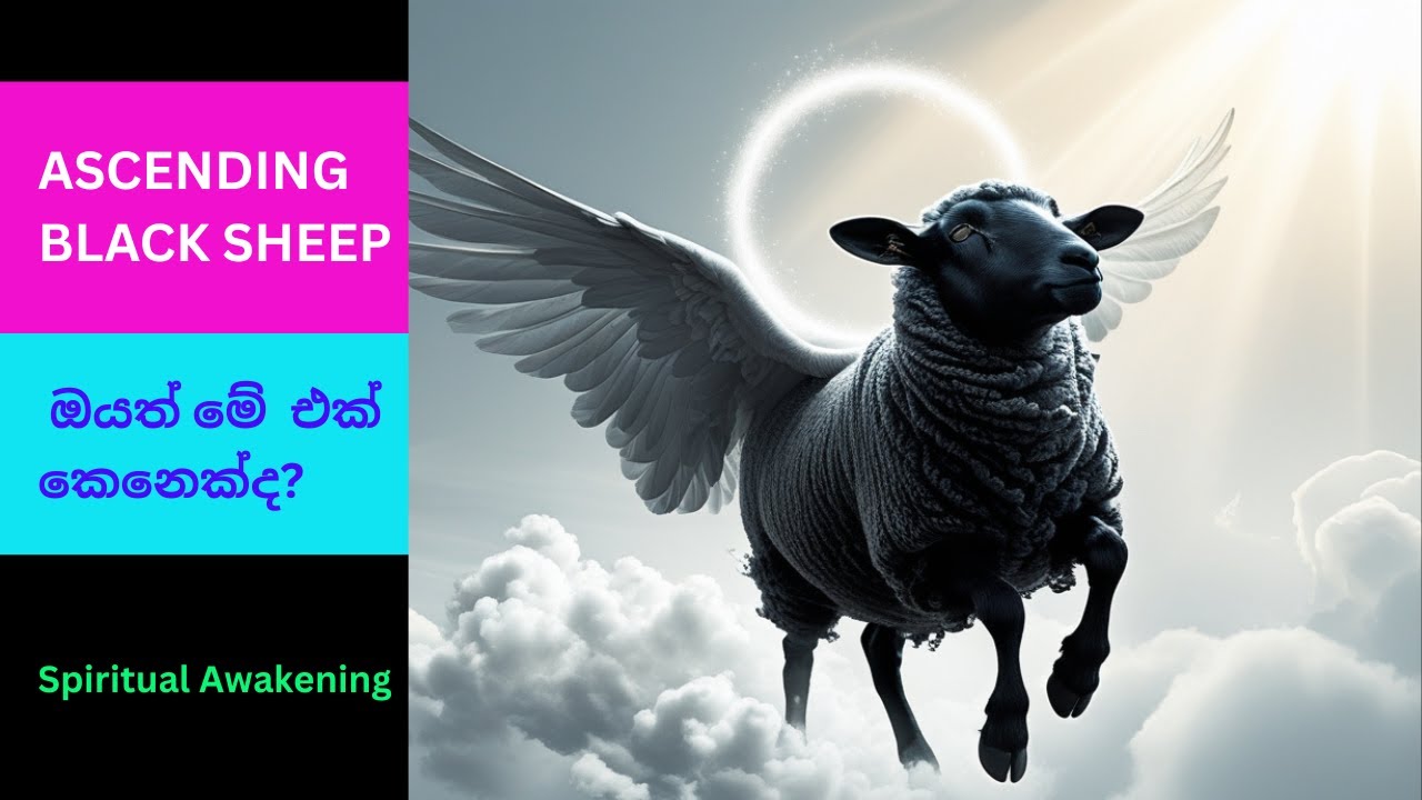 Ascending Black Sheep - ඔයත් 🫵 මේ එක් කෙනෙක්ද?🤔❤️
