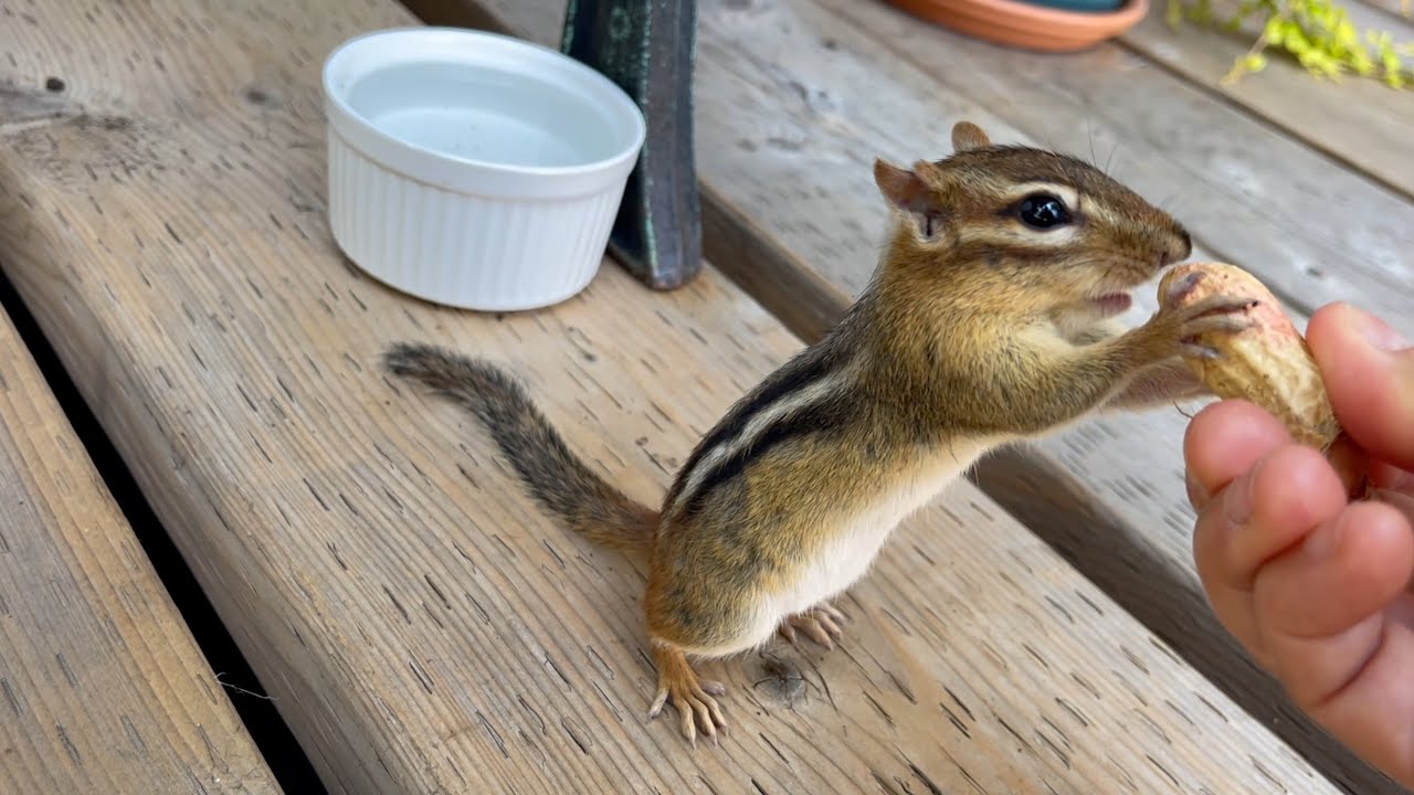 요다 땅콩 까다 벌어진 황당한 일
