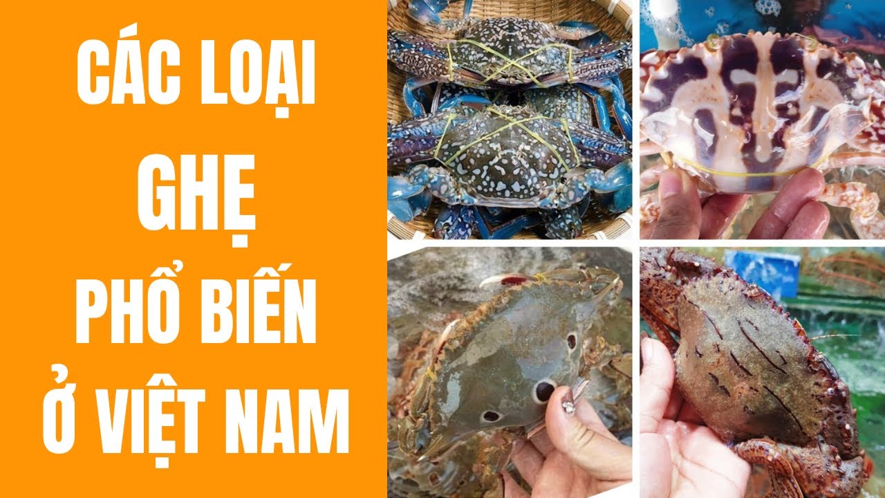 C&aacute;c loại ghẹ phổ biến ở Việt Nam v&agrave; c&aacute;ch chọn ghẹ ngon | Bếp Của Mẹ