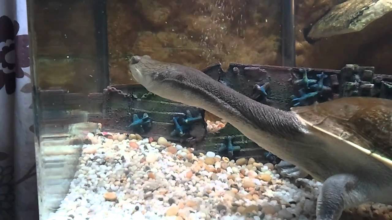 Australian Snake Neck Turtle