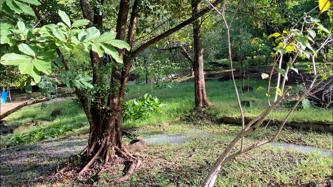 The sound of the river flowing and the sound of Nature Outside for natural relaxation 🌬️🧘‍♂️