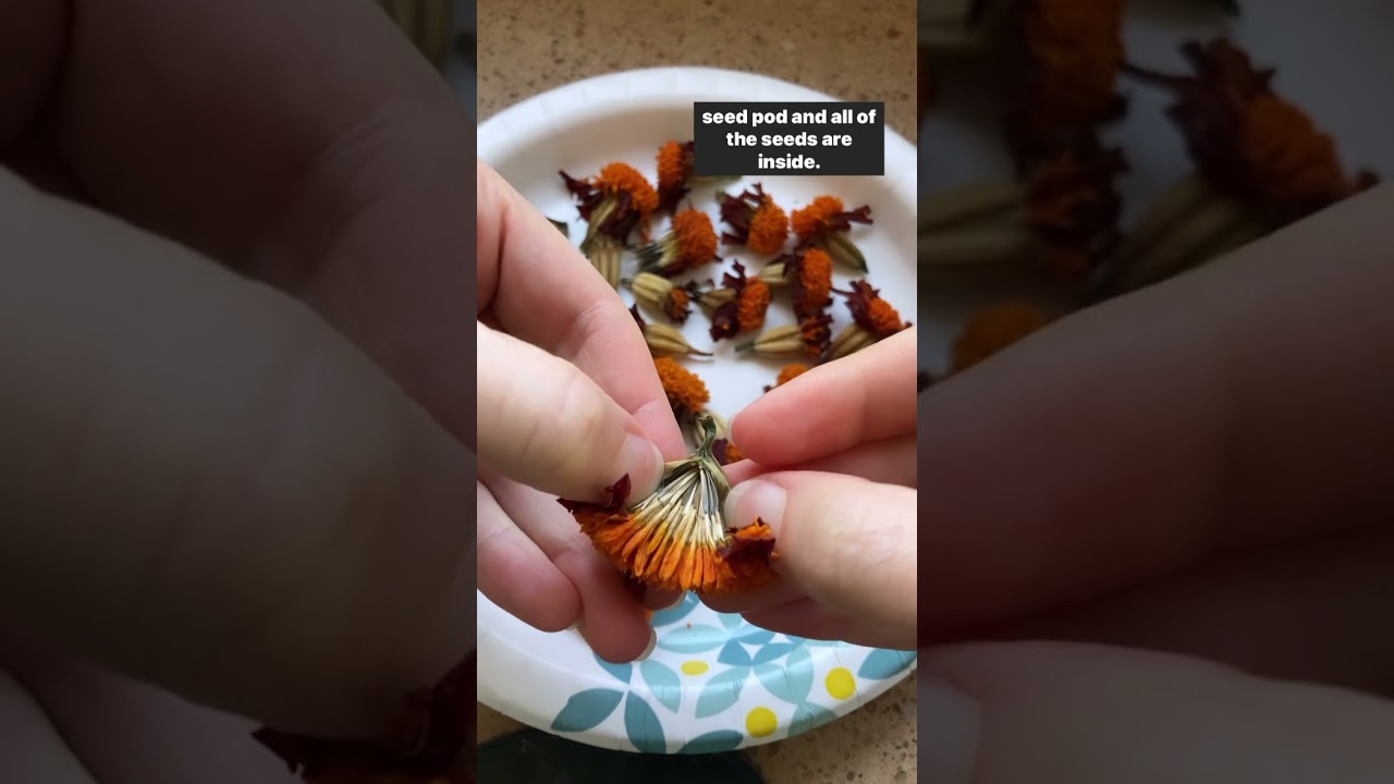 Как сохранить семена бархатцев #советыпосадоводству #сохранениесемян #органическаяборьбасвредител...