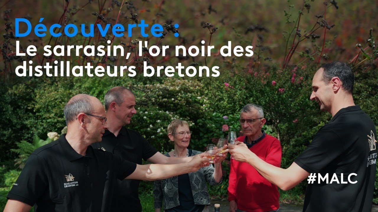 D&eacute;couverte : le sarrasin, l'or noir des distillateurs bretons