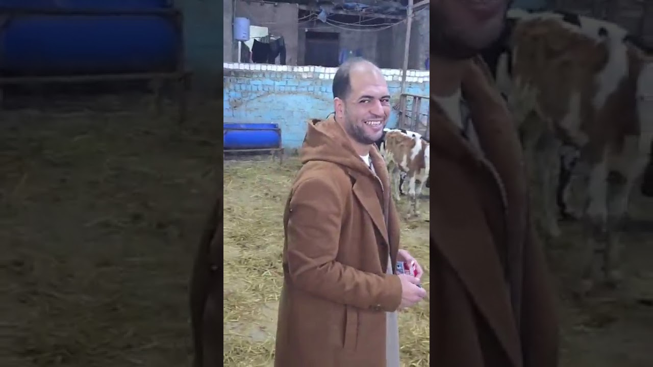 امبراطور المجال المعلم حماده ابو الحاج يعود الي رجاله الصفحه سعر الراس 15الف الحجز 01091804998