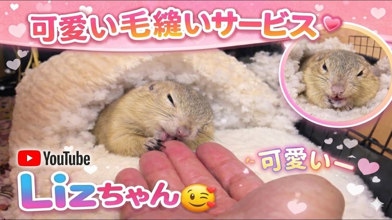 手の平に乗りかけるLizちゃん。リチャードソンジリスのいる生活。