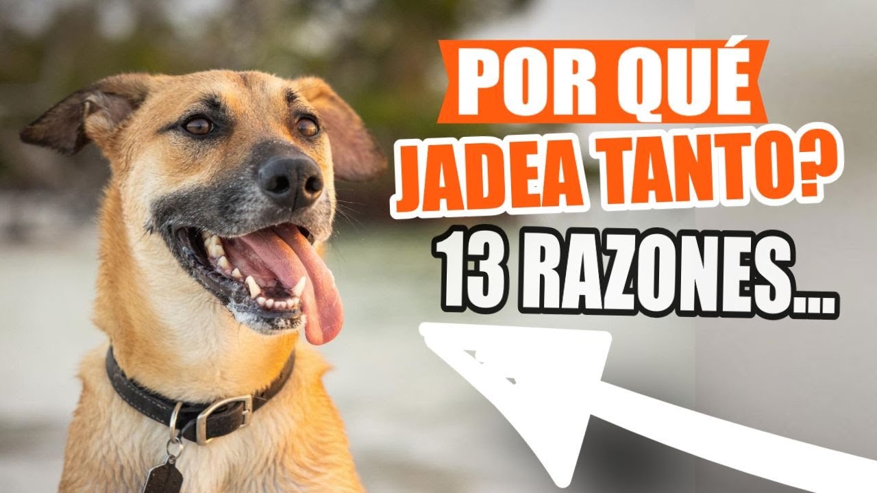 &iquest;POR QU&Eacute; mi Perro JADEA MUCHO? 🐶Aqu&iacute; La Verdad