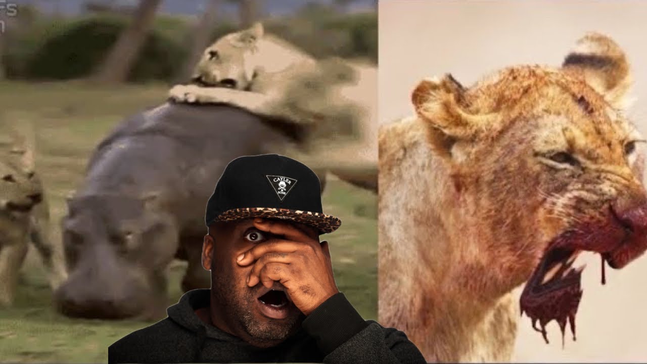 The Biggest Mistake a Lion Can Make | CASUAL GEOGRAPHIC