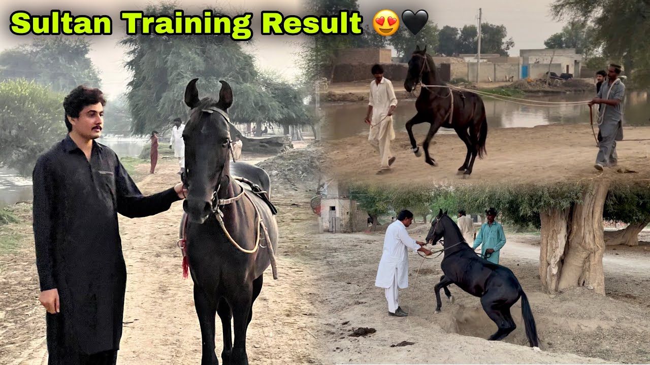 Sultan Ghordy Ki Training 😍 || 20 Din Main Kitna Farq Aya ❤️‍🔥|| Horse Training 🎠