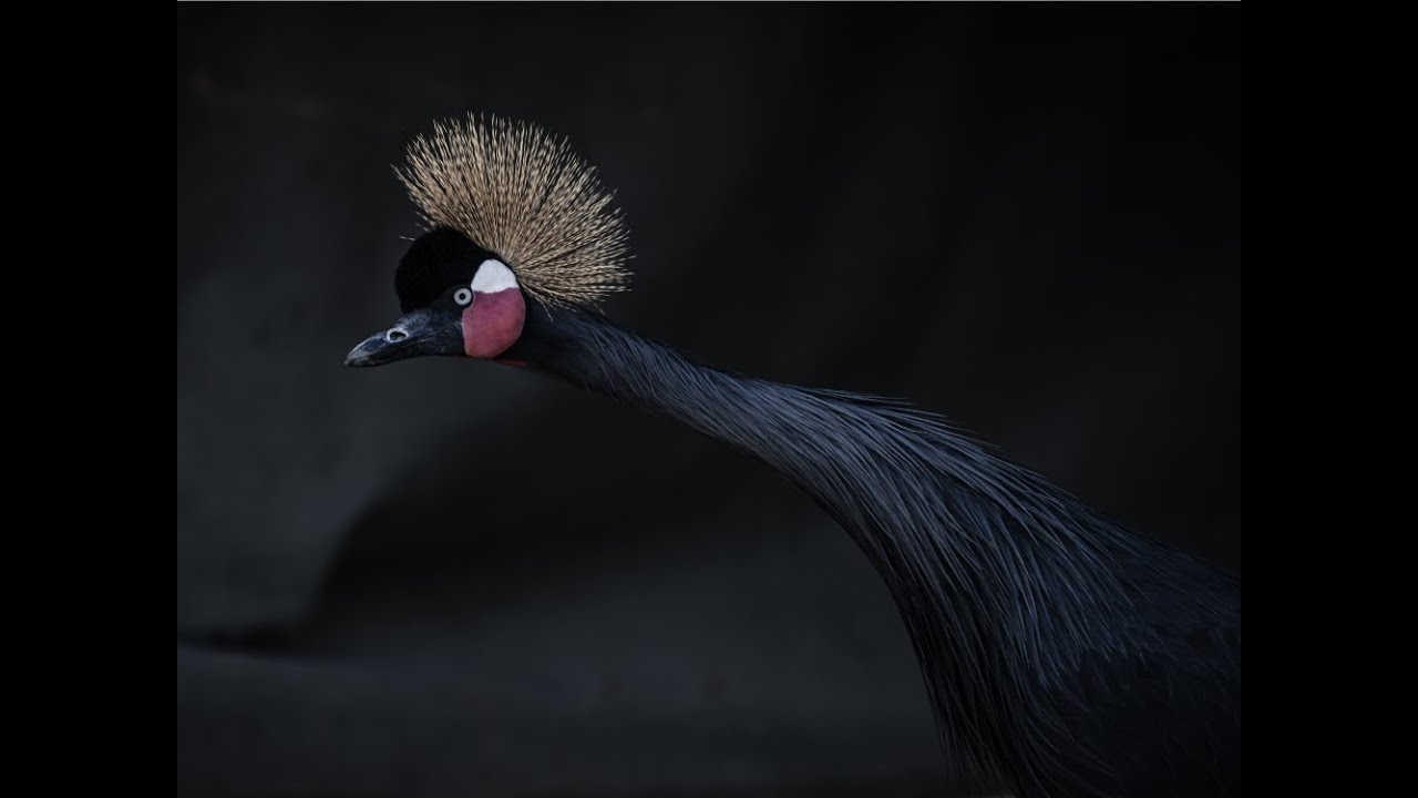 Storks and Cranes