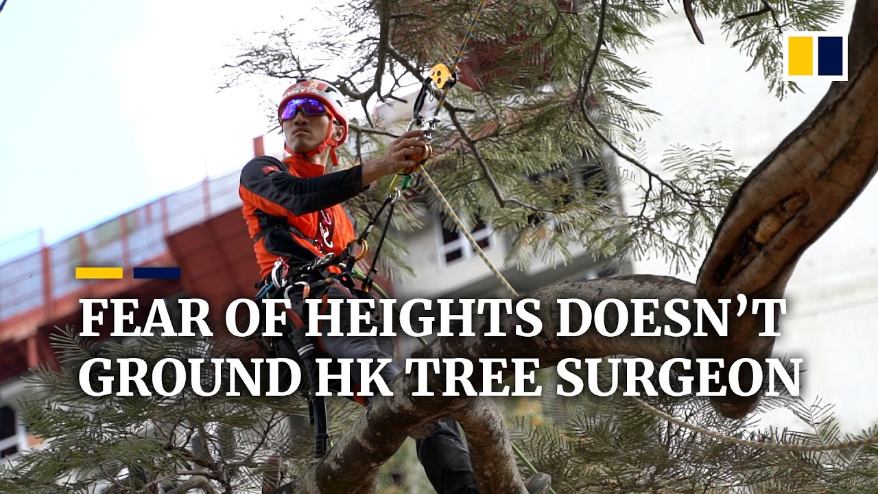 The tree surgeon: Hong Kong man protects perennial plants as well as people